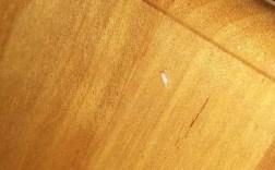 木板有白色肉虫（木板上出现的白白透明的小虫子是什么）