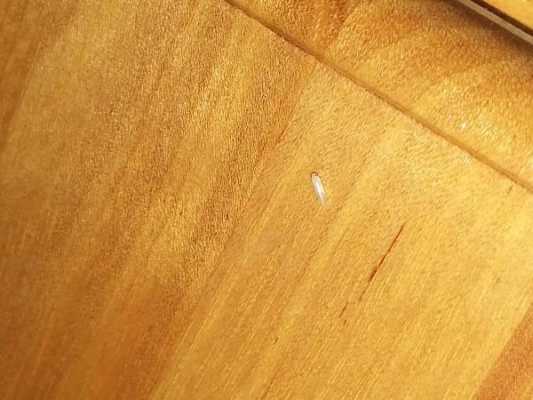 木板有白色肉虫（木板上出现的白白透明的小虫子是什么）-图1