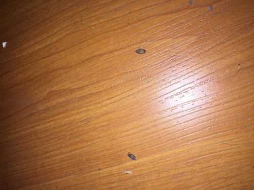 木板床为什么长臭虫了（木板床为什么有臭虫）-图1