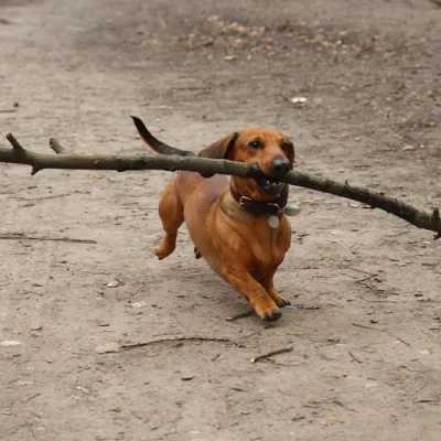 狗狗捡木板（狗狗喜欢捡木棍）