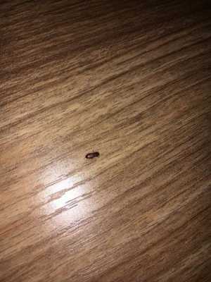木板地上的小虫是什么虫子（木头地板里的小虫子）