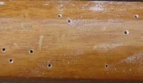 木板蛀虫为什么吃木板会死（木板有虫蛀怎么处理）-图3