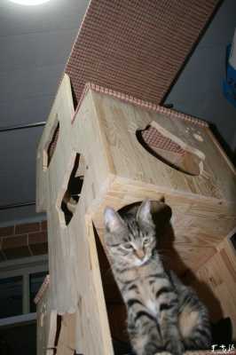 流浪猫猫窝木板制作（流浪猫猫窝木板制作视频）-图3